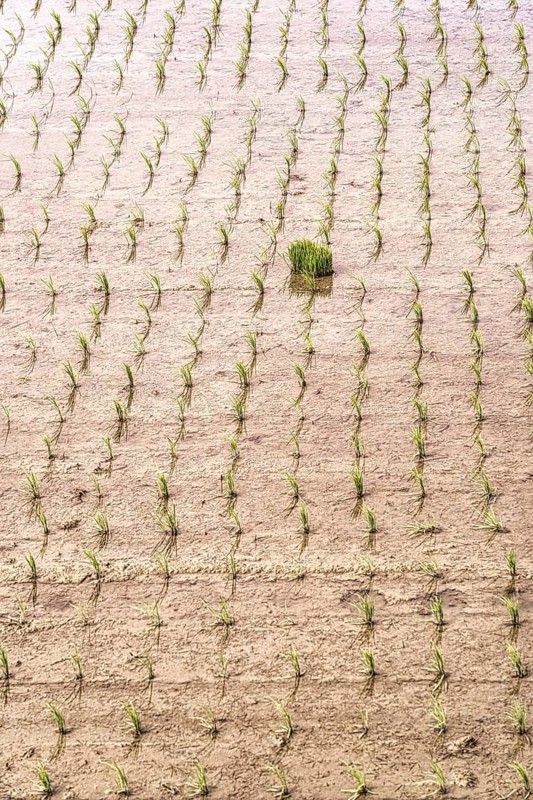 Aerial view of young rice plants systematically planted in a flooded rice field. The vibrant green seedlings contrast with the muddy water, exemplifying agricultural precision