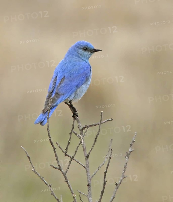 Mountain Bluebird (Sialia currucoides) female, Saskatchewan, Canada