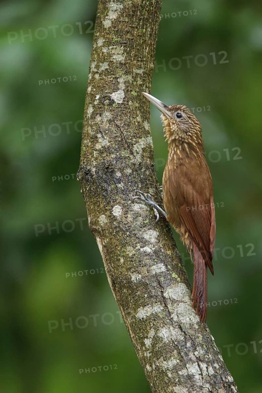 Buff-throated Woodcreeper (Xiphorhynchus guttatus) perched on a branch in Bolivia, South America