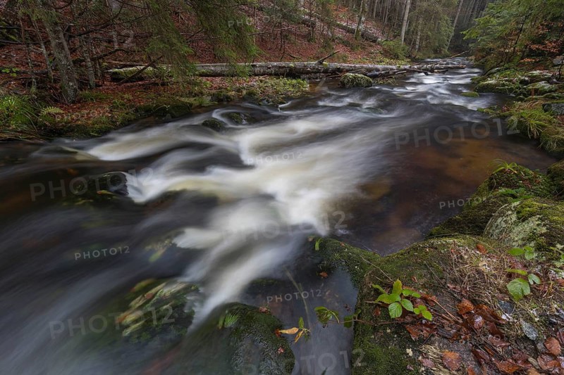 Kleine Ohe creek below Waldhaeuser village in the Bavarian Forest Nationalpark. Flowing water and fallen trees