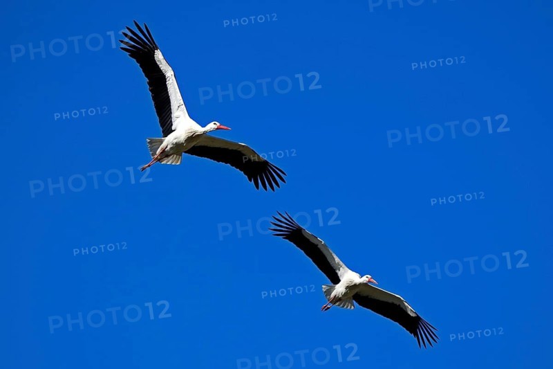 Two storks flying parallel in the blue sky, white stork (Ciconia ciconia), wildlife, Germany