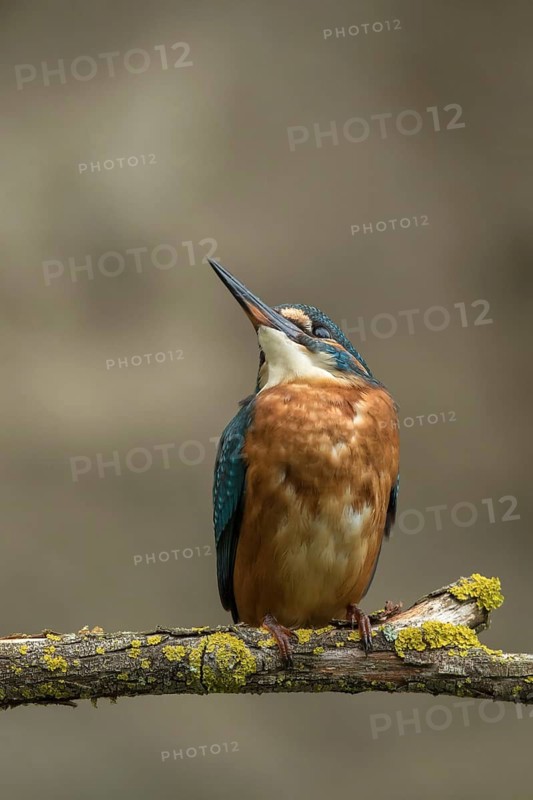 Ijsvogel juvenile omhoog kijkend, Kingfisher looking up