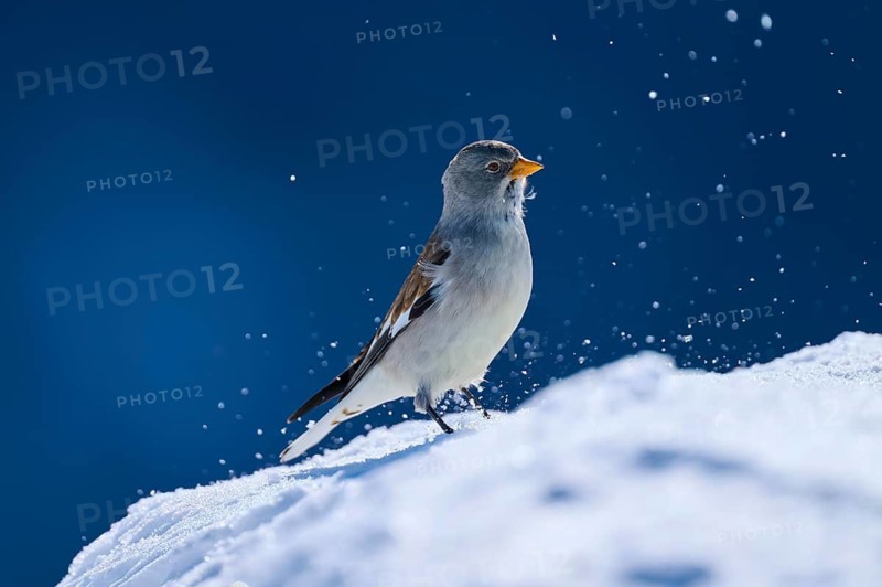 Snowfinch (Montifringilla nivalis), a bird moves on snow-covered ground while snowflakes fly, Gemmi Pass, Leukerbad, Leuk, Valais, Switzerland