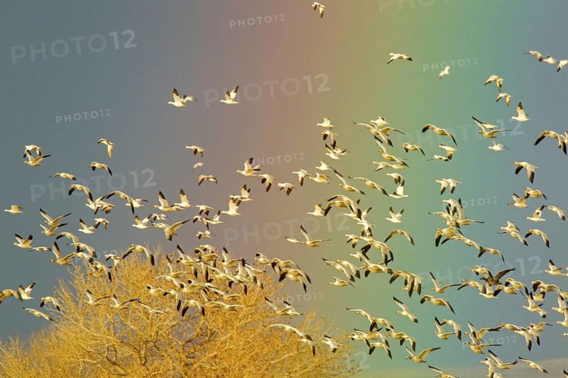 Snow Goose Chen caerulescens Bosque del Apache National Wildlife Refuge, New Mexico, United States 17 December Adult light morph flock against rainbow. Anatidae