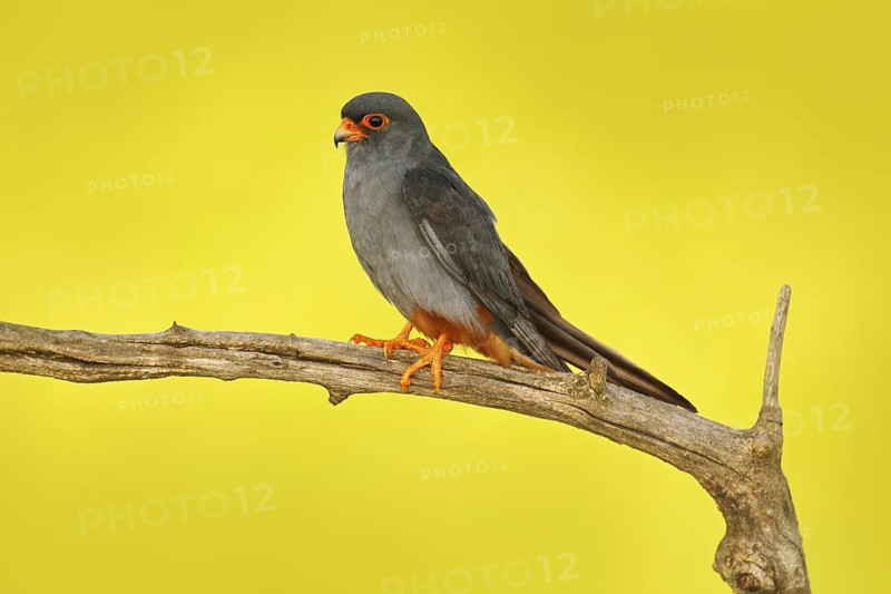 Red-footed Falcon, Falco vespertinus, bird sitting on branch with clear green background, cleaning plumage, feather in the bill, animal in the nature habitat, Hungary. Grey male of Red-footed Falcon