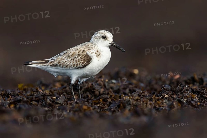 Sanderling (Calidris alba), Fuerteventura, Spain