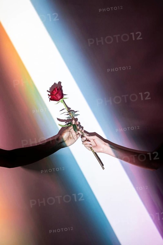 Close-up of a multiethnic pair of hands, a man and woman, delicately holding a vibrant red flower together, symbolizing unity and connection against a colorful background