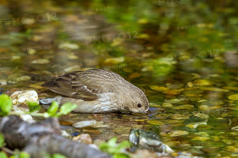 Common Rosefinch (Carpodacus erythrinus) drinking at waterhole, Mecklenburg-Western Pomerania, Germany