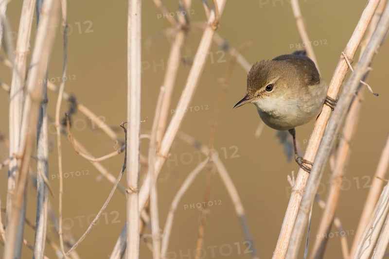 Blyths Reed Warbler - Buschrohrsänger - Acrocephalus dumetorum, Russia (Ural)
