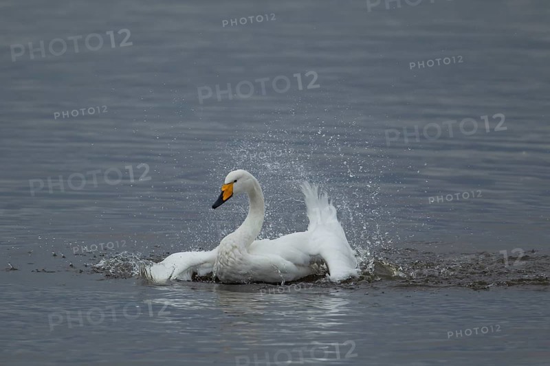 Whooper swan (Cygnus cygnus) adult bird bathing in the water of a lake, England, United Kingdom