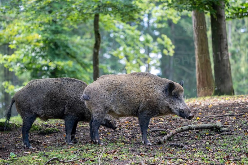 Wild boar (Sus scrofa), boar, Vulkaneifel, Rhineland-Palatinate, Germany