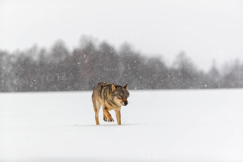 One male eurasian gray wolf (Canis lupus lupus) walking thru deep snow during snow fall. A forest in the background