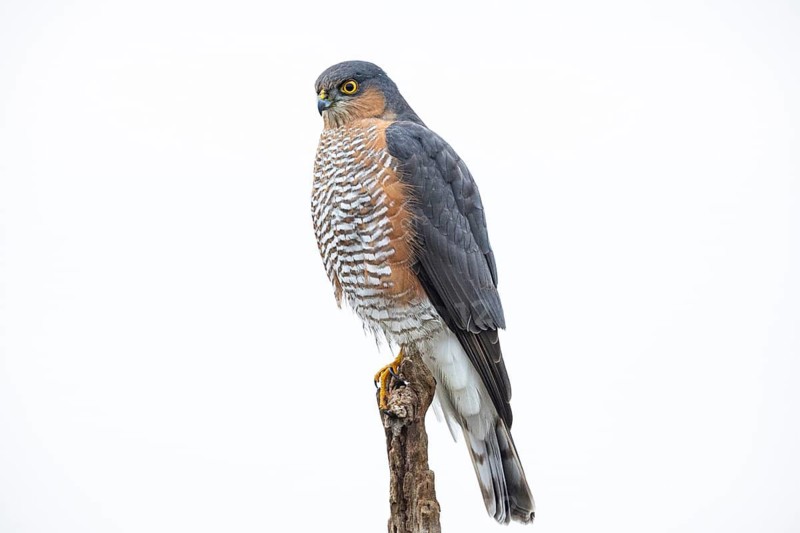Sparrowhawk (Accipiter nisus) Terzel Germany