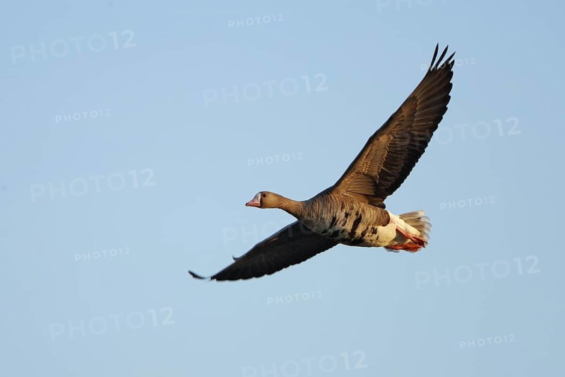 Greater White-fronted Goose (Anser albifrons) flying, Brandenburg, Germany