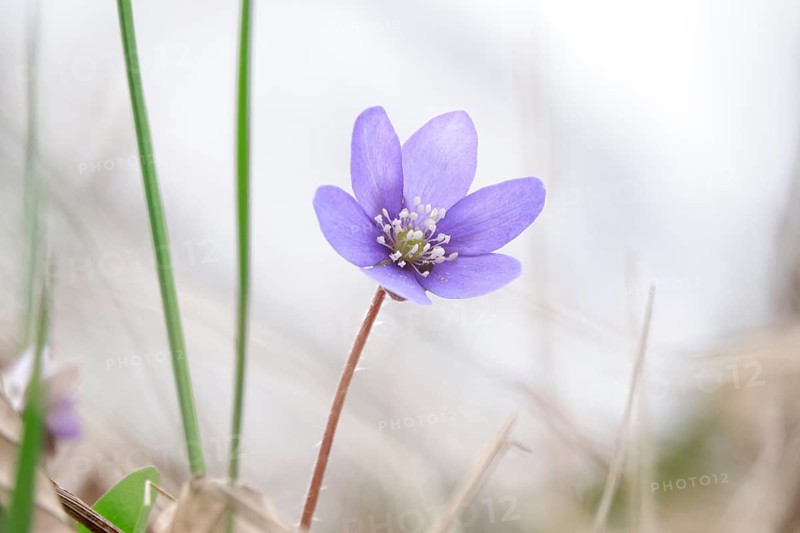 Liverwort (Hepatica nobilis), end of March, Mecklenburg-Western Pomerania, Germany