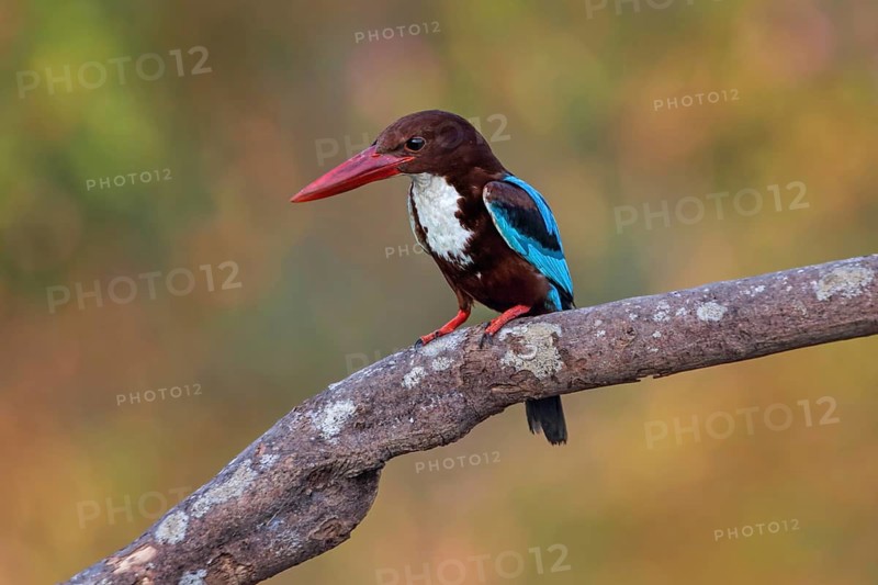 White-throated Kingfisher (Halcyon smyrnensis), Malaysia