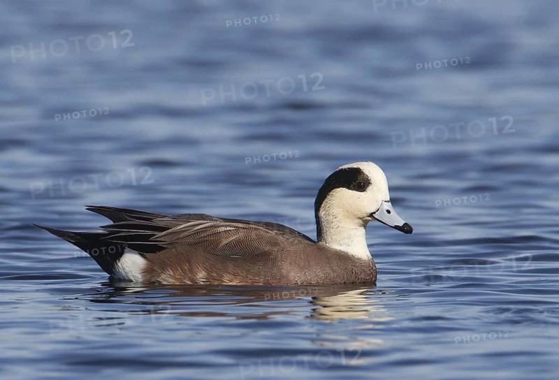 American Wigeon (Mareca americana) male, Florida, USA