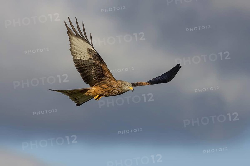 Red Kite (Milvus milvus) flying, Wales, United Kingdom