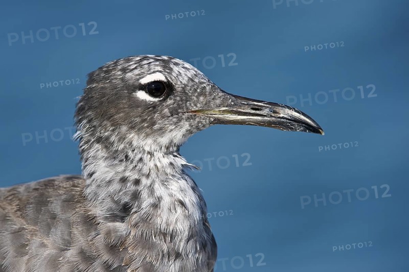 White-eyed Gull (Ichthyaetus leucophthalmus) juvenile, Eilat, Israel