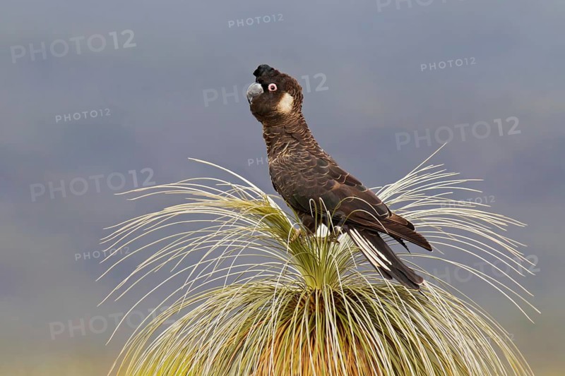 Carnaby’s Black Cockatoo (Calyptorhynchus latirostris), Perth - Western Australia, Australia