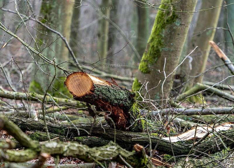 Detailed photo, forestry and clearing in the forest, Berlin, Germany