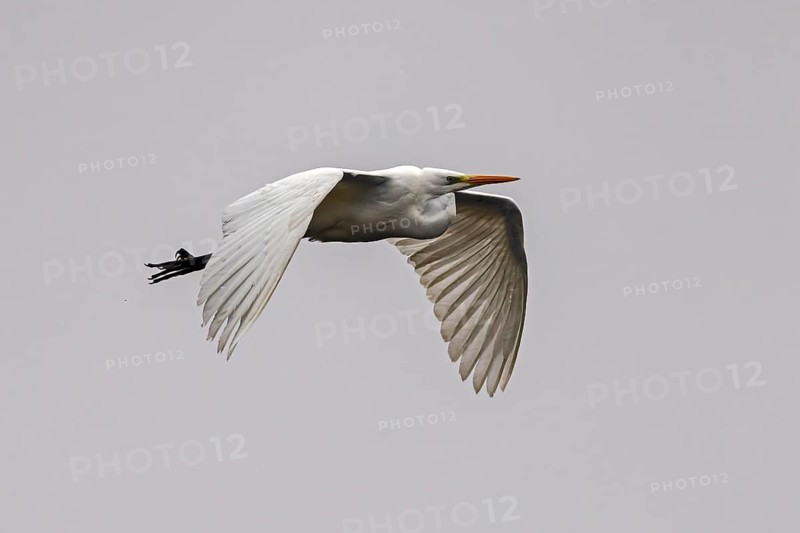 Elegant bird in flight with spread wings against a grey background, Great White Egret (Ardea alba, Syn.: Casmerodius albus, Egretta alba), wildlife, Germany