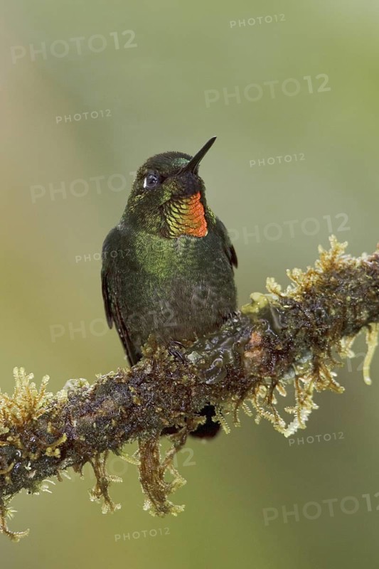 Flame-throated Sunangel (Heliangelus micraster), Ecuador