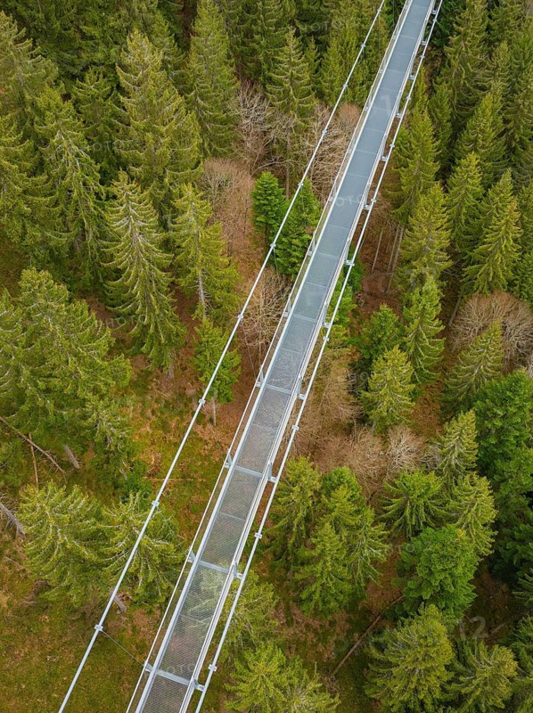 Bridge in a green forest landscape from the air, surrounded by conifer treetops, Wildline suspension bridge, Bad Wildbad, Black Forest, Germany