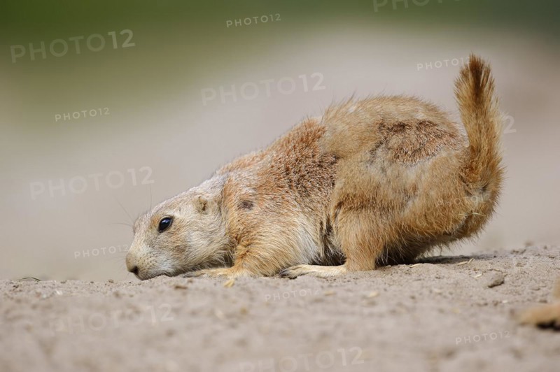 Black-tailed prairie dog (Cynomys ludovicianus), captive, occurring in North America