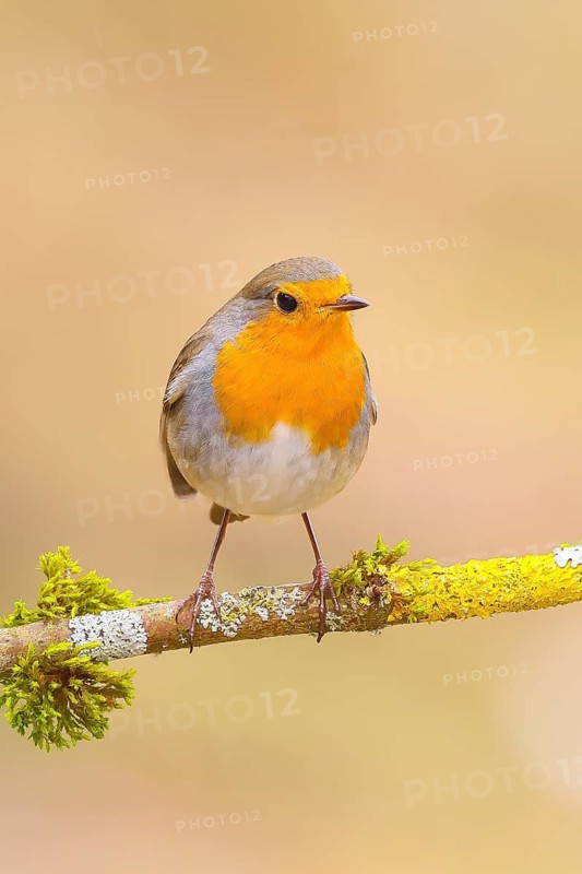 Robin (Erithacus rubecula), sitting on a branch overgrown with moss and lichen, foraging, winter feeding, wildlife, songbirds, animals, birds, Siegerland, North Rhine-Westphalia, Germany