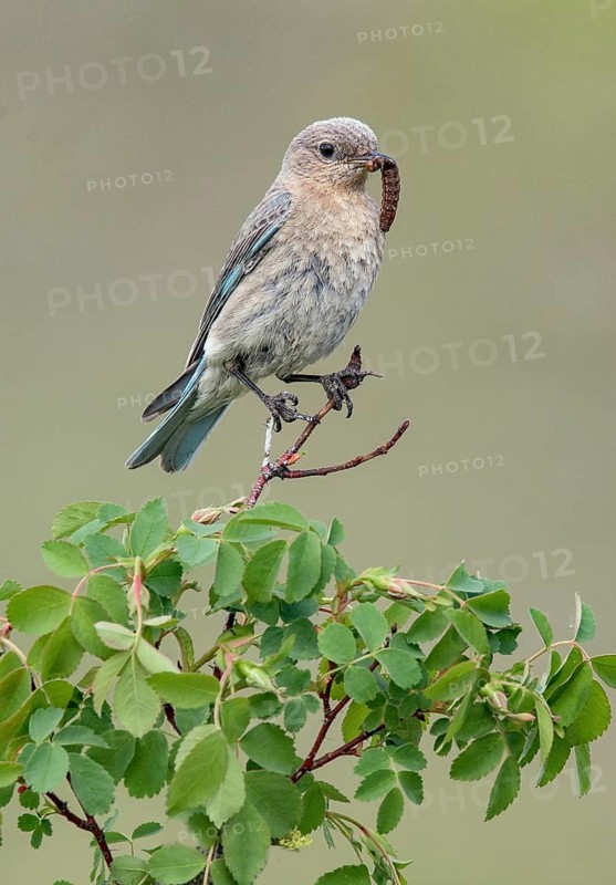 Mountain Bluebird (Sialia currucoides) female perched on a branch with caterpillar in beak, British Columbia, Canada