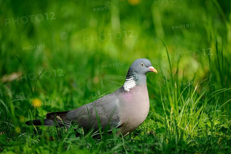 Pigeon standing attentively in the bright green grass, surrounded by spring-like colours, wood pigeon (Columba palumbus), Bavaria