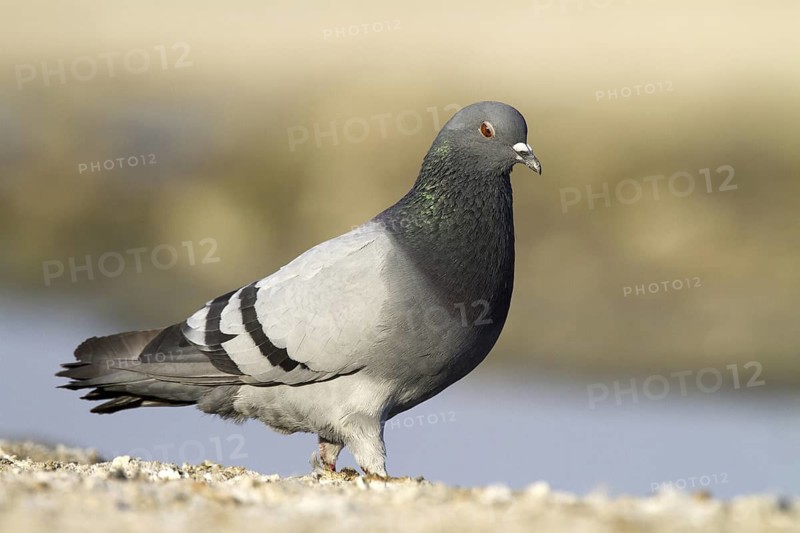 Rock Dove (Columba livia), Castile-La Mancha, Spain