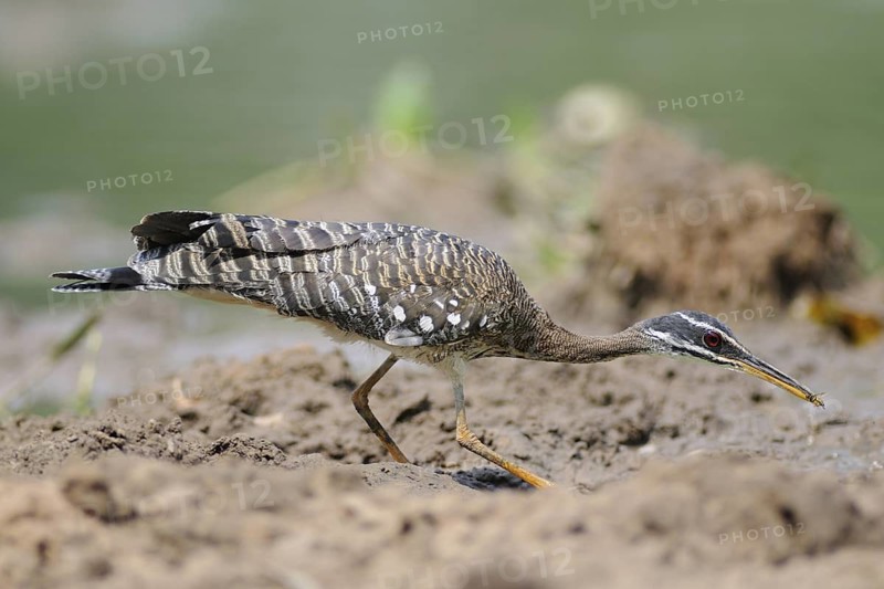 Sunbittern (Eurypyga helias), Pantanal, Brazil