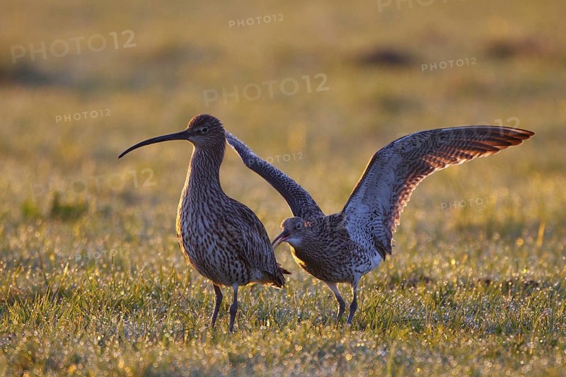 Eurasian Curlew (Numenius arquata), North Rhine-Westphalia, Germany