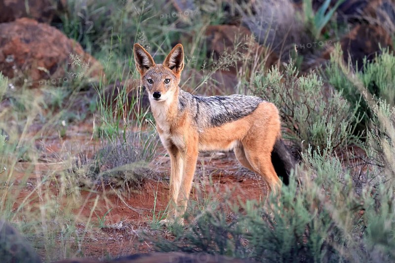 Black-backed jackal (Lupulella mesomelas), adult, alert, foraging, Mokala National Park, Northern Cape, South Africa