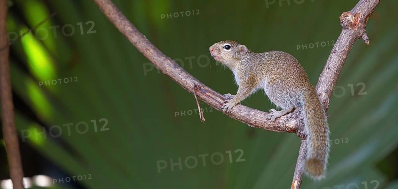 Gambian sun squirrel (Heliosciurus gambianus) Gambian sun squirrel, Balaba nature camp, Janjabureh, South Bank, Gambia