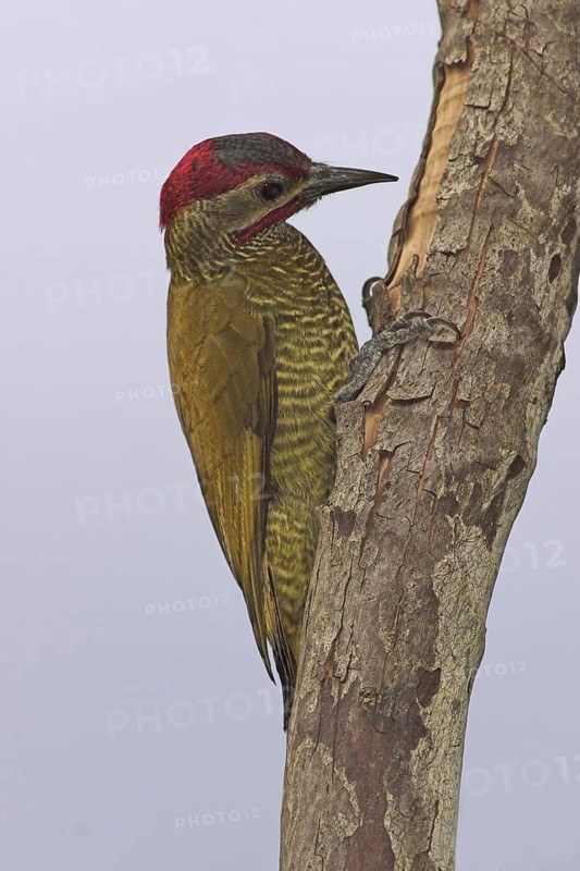 Golden-olive Woodpecker (Colaptes rubiginosus), Costa Rica