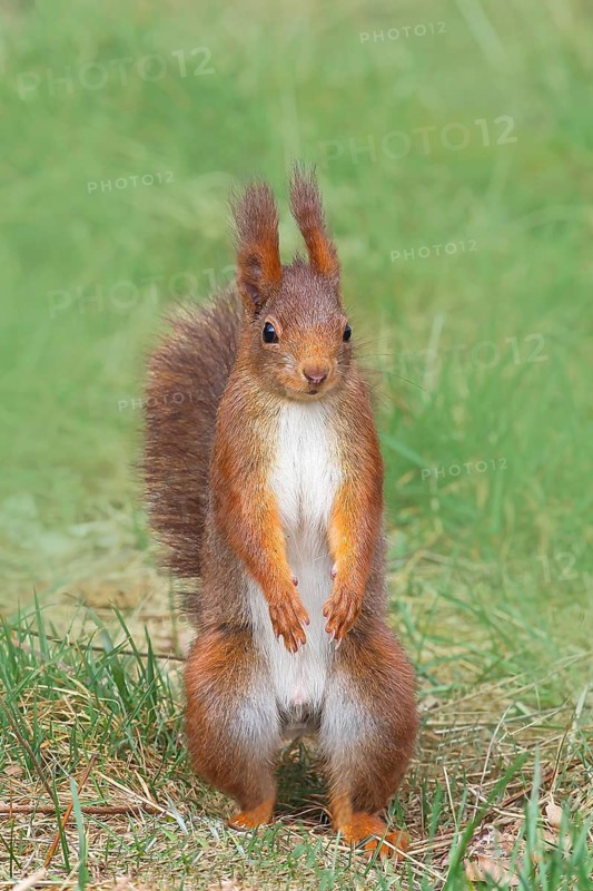 Squirrel (Sciurus vulgaris), standing in the grass, adult animal, wildlife, animals, mammal, rodent, Siegerland, North Rhine-Westphalia, Germany
