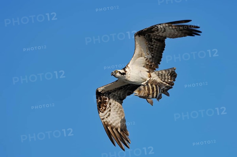 Western osprey (Pandion haliaetus) flying with preyed fish, Everglades National Park, Florida, USA