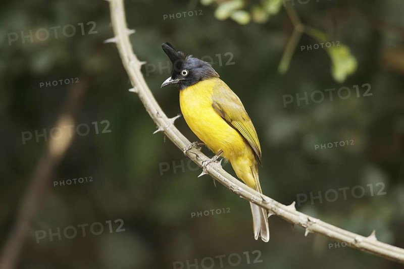 Black-crested Bulbul (Pycnonotus flaviventris), Kaeng Krachan, Thailand