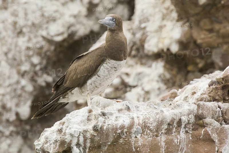 Brown Booby (Sula leucogaster) female, Baja, Mexico