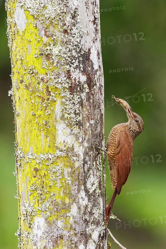 Black-banded Woodcreeper (Dendrocolaptes picumnus) perched on a branch in Manu National Park, Peru