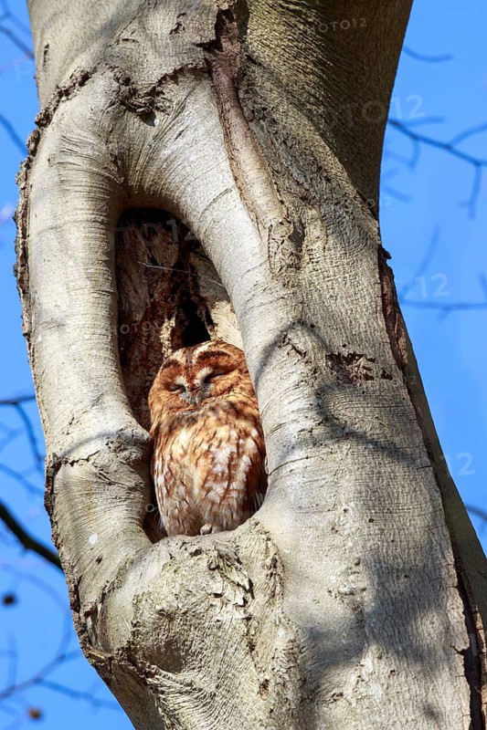 Tawny Owl (Strix aluco) sleeping in tree hole, Netherlands