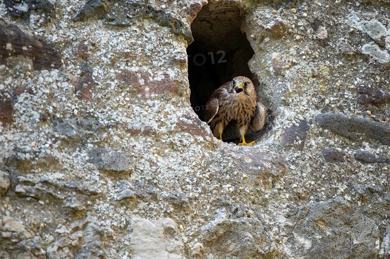 Kestrel (Falco tinnunculus), Gerolstein, Rhineland-Palatinate, Germany