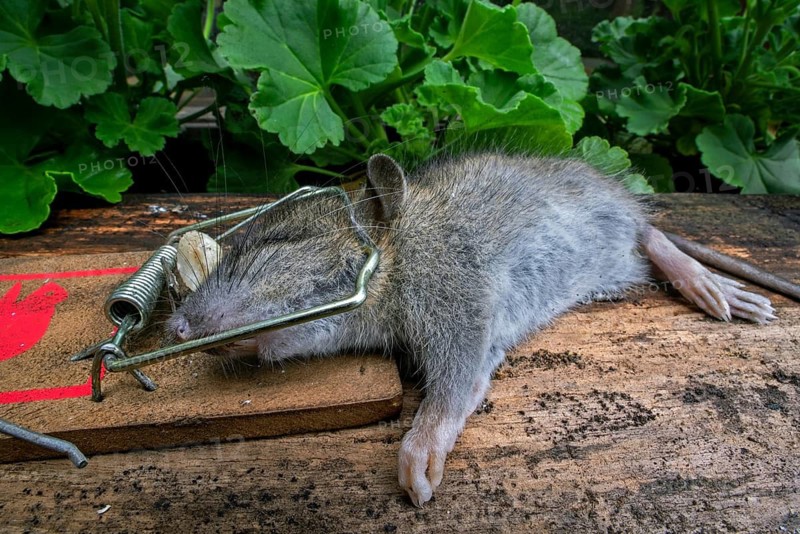 Young brown rat, common rat, Norwegian rat, Norway rat (Rattus norvegicus) juvenile trapped, killed in spring-loaded bar mousetrap in garden