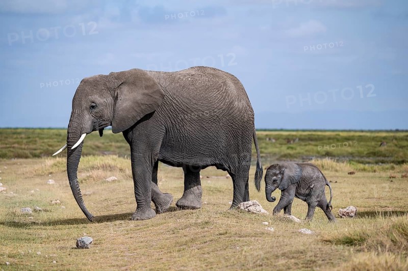 African elephant (Loxodonta africana) with baby, young and dam, Amboseli National Park, Rift Valley Province, Kenya