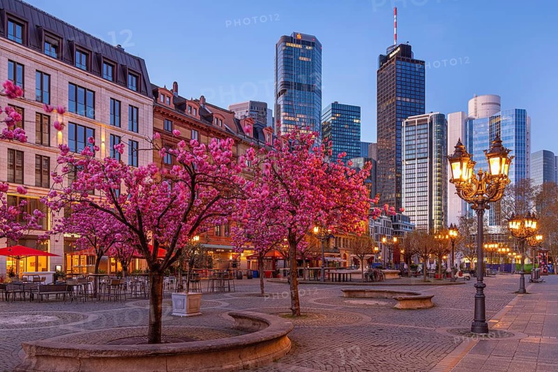 The ornamental cherries on Opernplatz in Frankfurt am Main, near the Alte Oper, are in full bloom in spring, Frankfurt am Main, Hesse, Germany