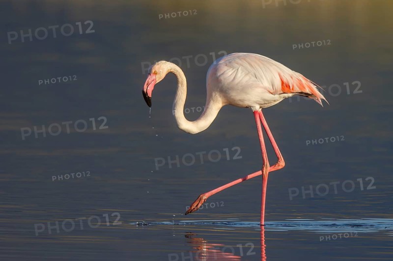 Greater Flamingo (Phoenicopterus roseus) foraging in shallow water, Lesvos, Greece