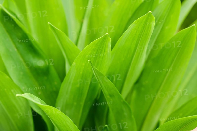 Wild garlic (Allium ursinum) growing in a forest in spring, detail, Bavaria, Germany